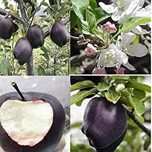 Japanese Black Persimmon Rare Fruit Tree Seeds for Planting - Organic Permission Seeds for Home Garden